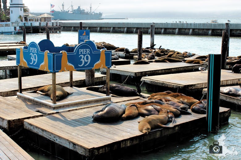 San Francisco - Seelöwen am Pier 39