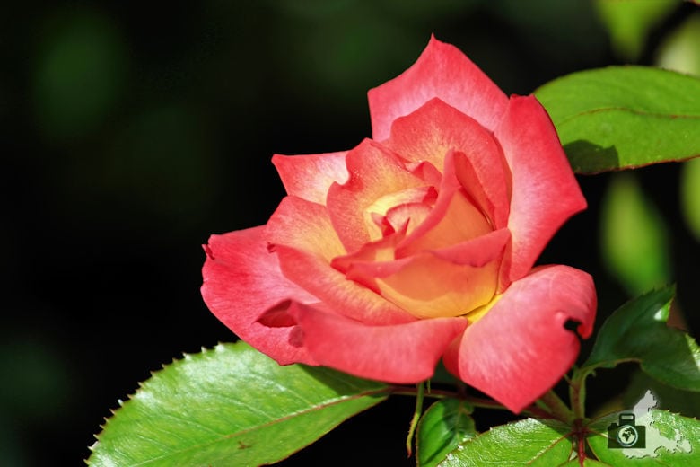 San José - Municipal Rose Garden - Rose