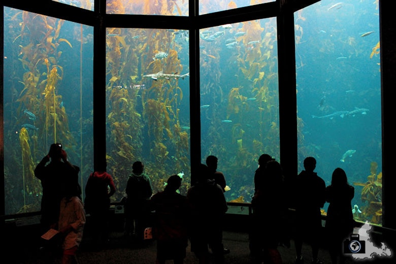Monterey Bay Aquarium - Seetang Becken