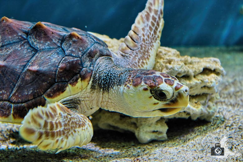 Monterey Bay Aquarium - Schildkröte