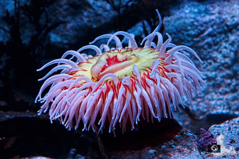 Monterey Bay Aquarium - Koralle