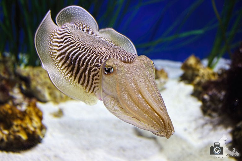 Monterey Bay Aquarium - Tintenfisch