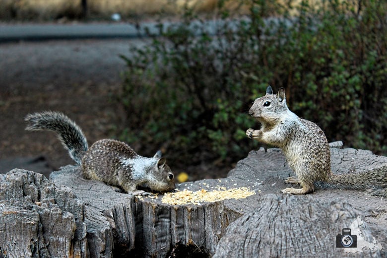 Yosemite Nationalpark - Squirrels