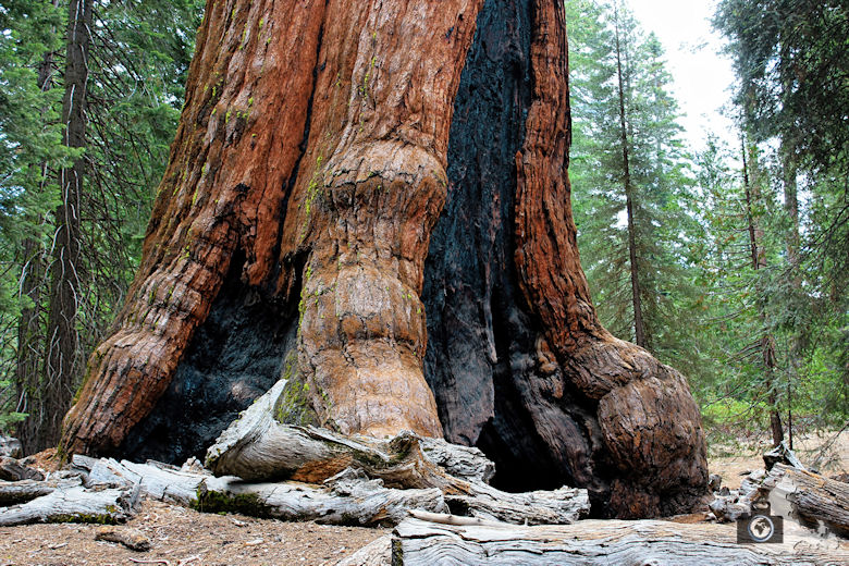 Yosemite Nationalpark - Sequoia Mammutbaum im Mariposa Grove