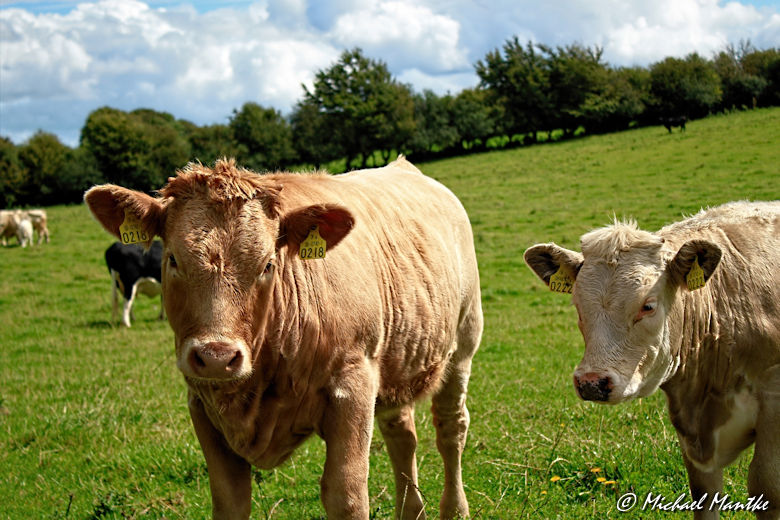 Kühe auf einer Weide bei Clonmacnoise