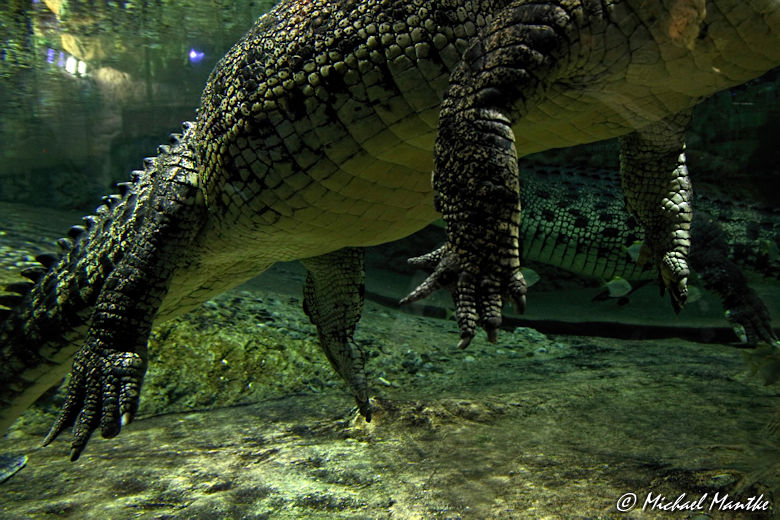 Dubai Aquarium Krokodil
