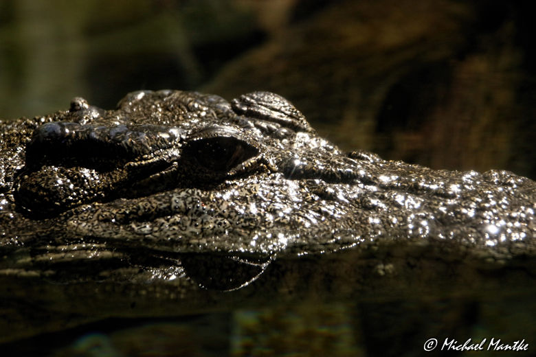 Dubai Aquarium Krokodil