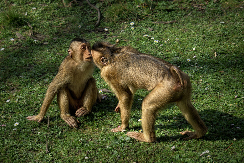 Fotobearbeitung Zwei Affen im Zoo