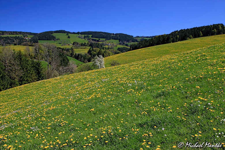 Hochschwarzwald Landschaft zwischen St. Peter und St. Märgen