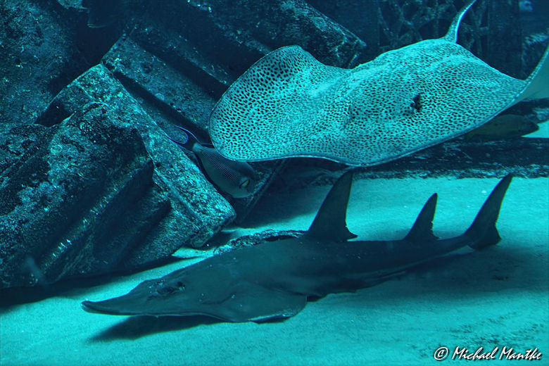 Unterwasserwelten - Rochen und Hai