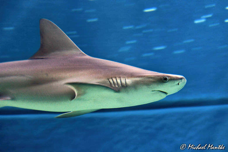 Unterwasserwelten - Hai im Haifischbecken