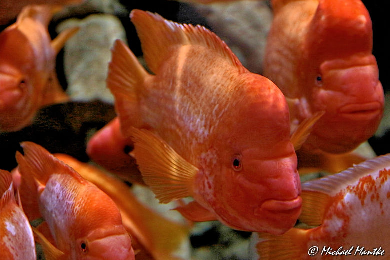 Unterwasserwelten -Fischschwarm im Aquarium