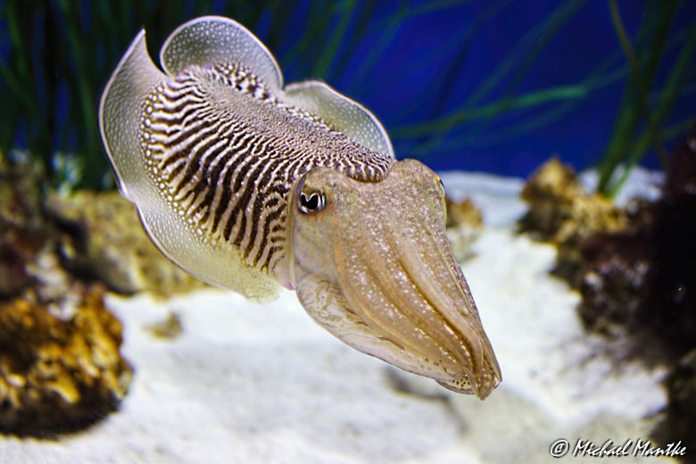 Unterwasserwelten - Tintenfisch