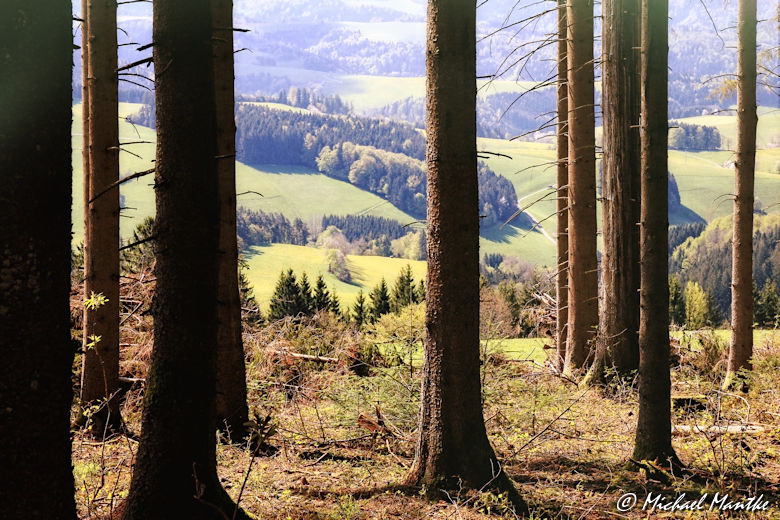 Panoramaweg St. Märgen - Blick durch Bäume auf Südschwarzwald