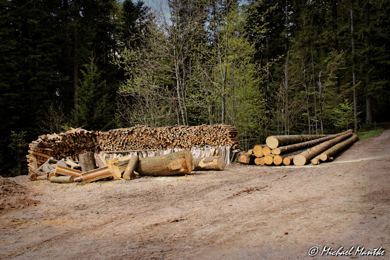 Panoramaweg St. Märgen - Lagerndes Holz im Wald