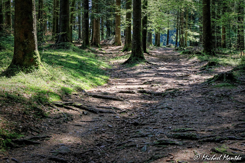 Panoramaweg St. Märgen - Wanderweg im Wald