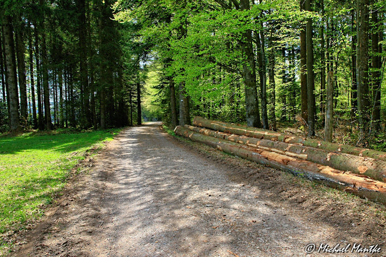 Panoramaweg St. Märgen - Wanderweg durch Wald