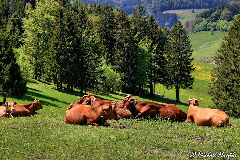 Martin Heidegger Rundwanderweg bei Todtnauberg - Kühe im Südschwarzwald