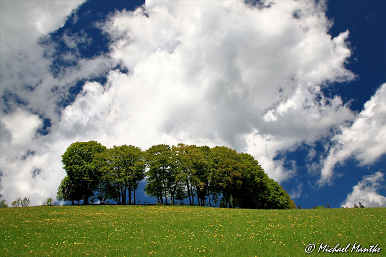 Martin Heidegger Rundwanderweg bei Todtnauberg - Bäume auf Wiese vor Wolken am Himmel