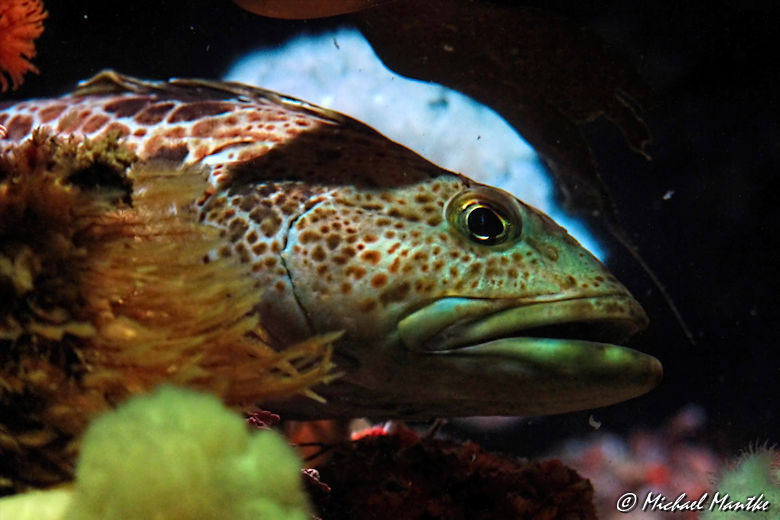 Unterwasserwelten - Bunter Fisch