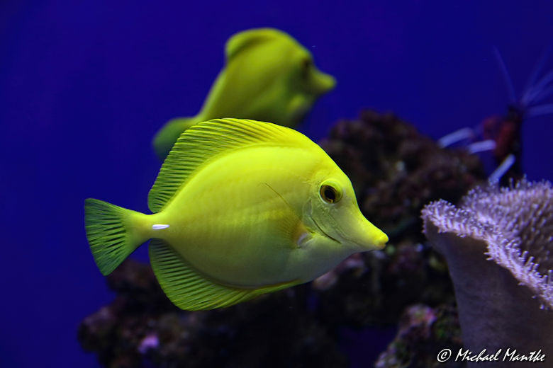 Unterwasserwelten - gelber Fisch
