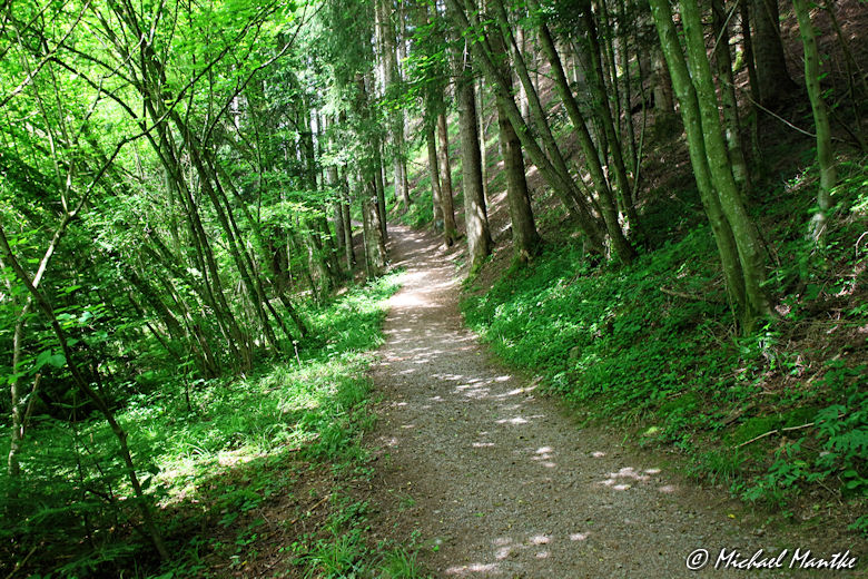 Hahn-und-Henne-Runde Waldweg