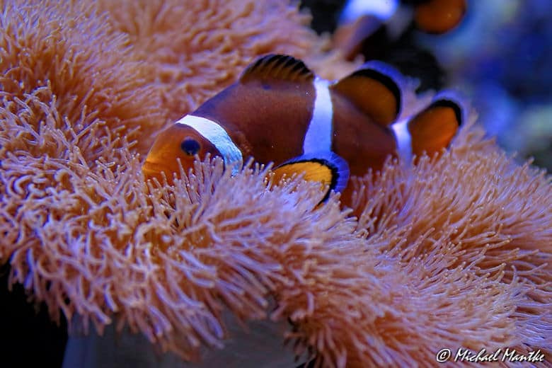 Aquarium Barcelona Nemo