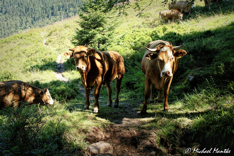 Menzenschwand Geissenpfad Kühe auf Wanderweg