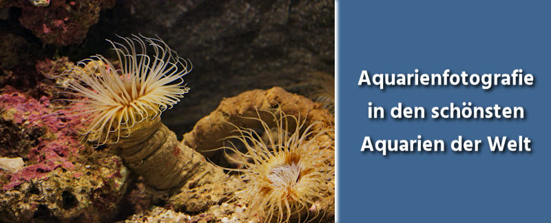 Fototipps Fotografieren von Unterwasserwelten in Aquarien