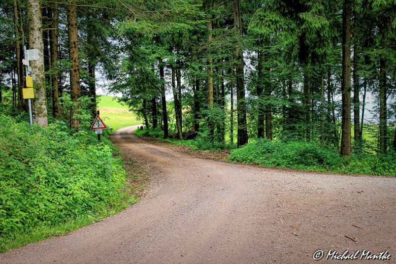 Ende des Waldes auf dem Wanderweg vom Schauinsland nach Horben