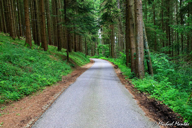 Straße durch den Wald nach Horben