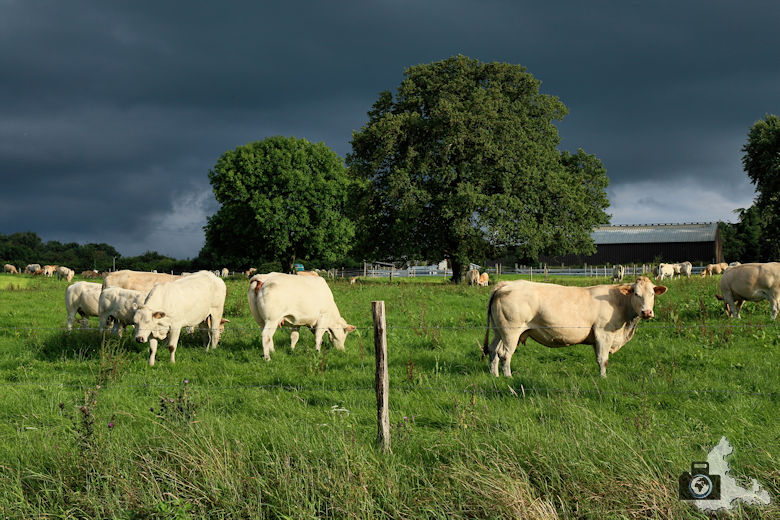 Kühe vor Gewitterhimmel bei Soy in den Ardennen