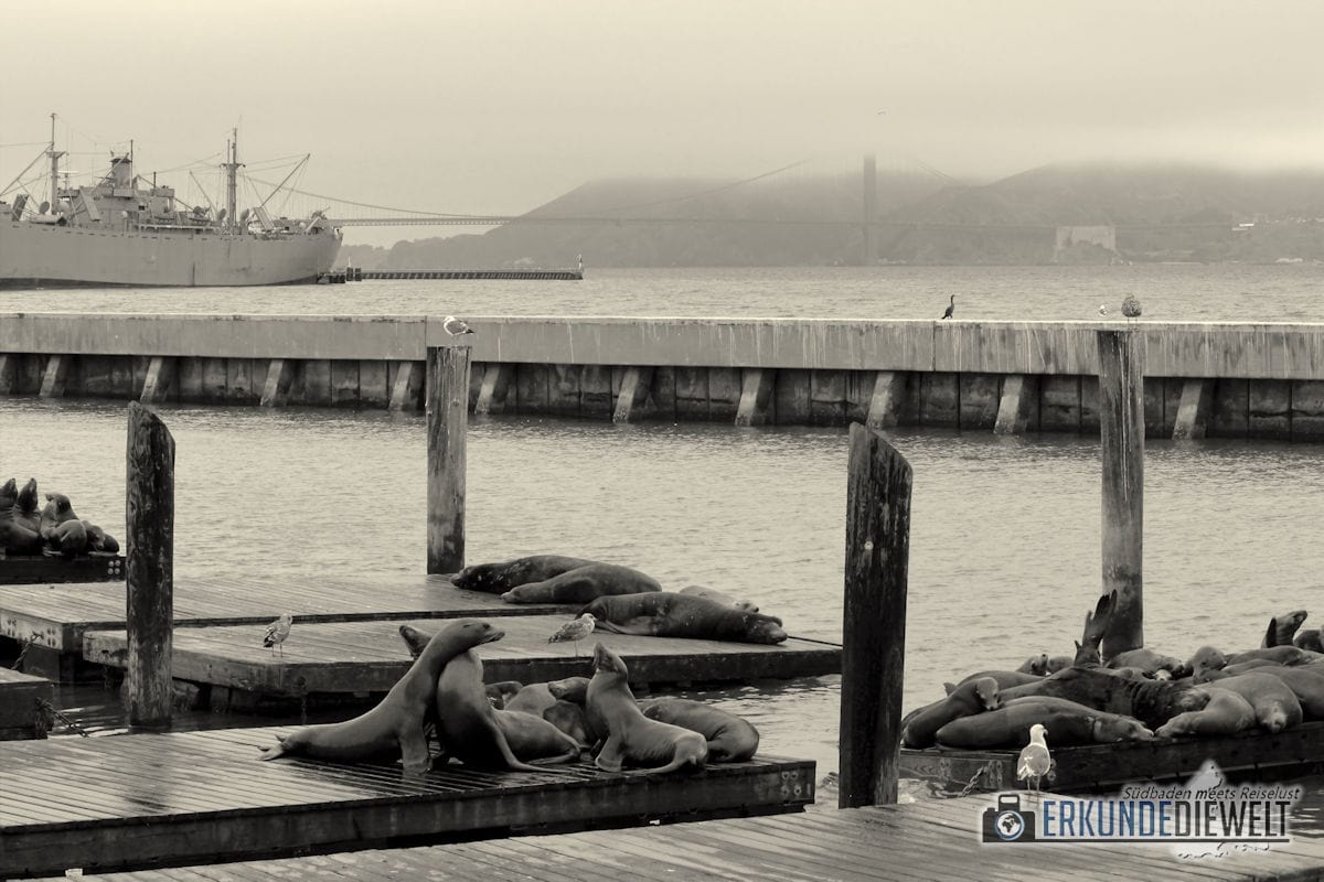 Robben am Pier 39, San Francisco, Kalifornien, USA