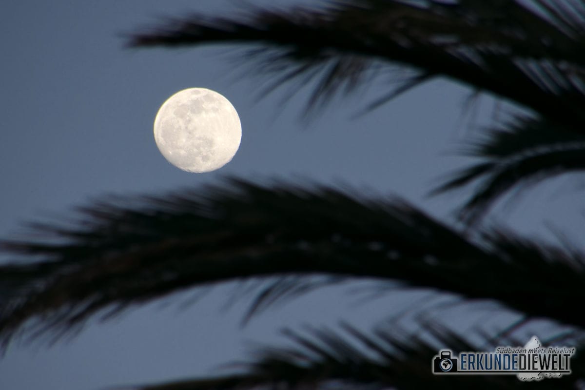 15spa0024-tenerife-full-moon-palm-blue-hour