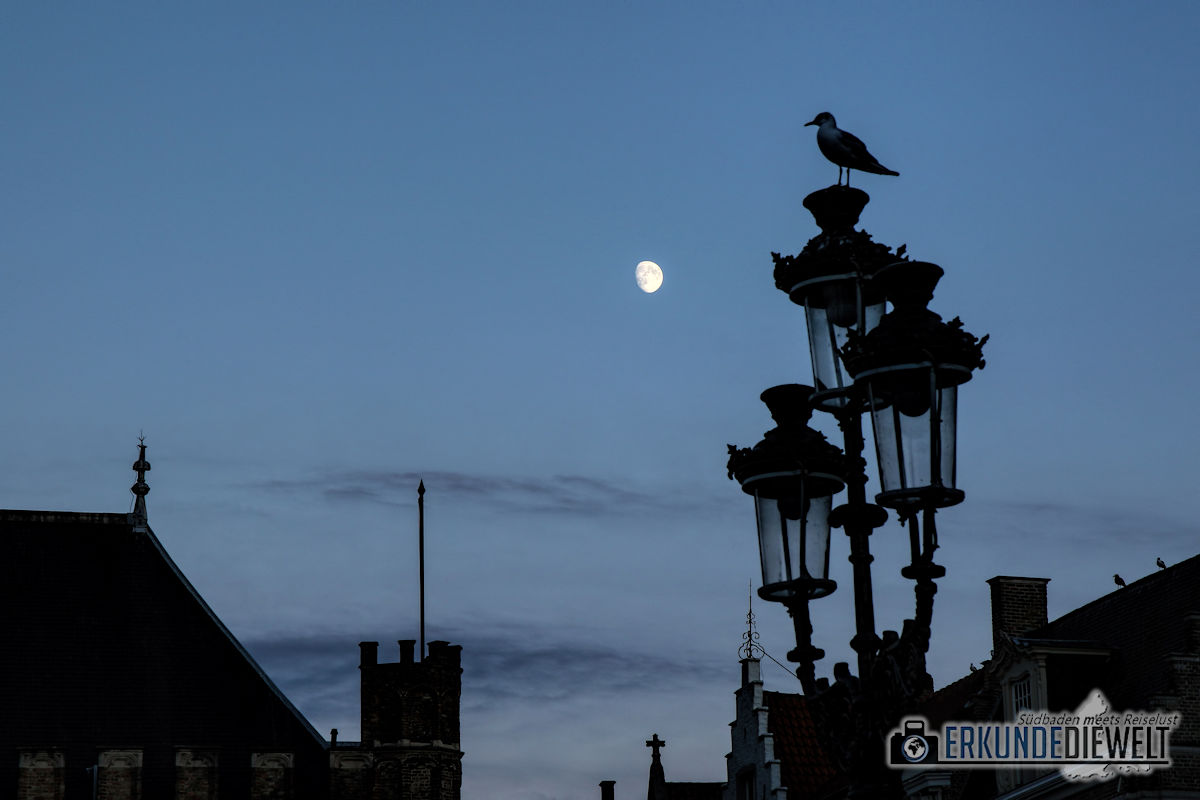 Mond vor Laterne mit Taube, Brügge, Belgien