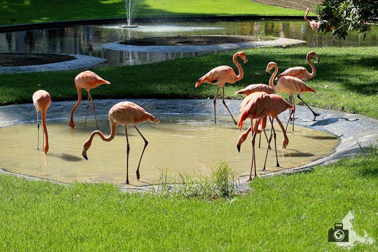 Flamingos im Zoo Antwerpen, Belgien