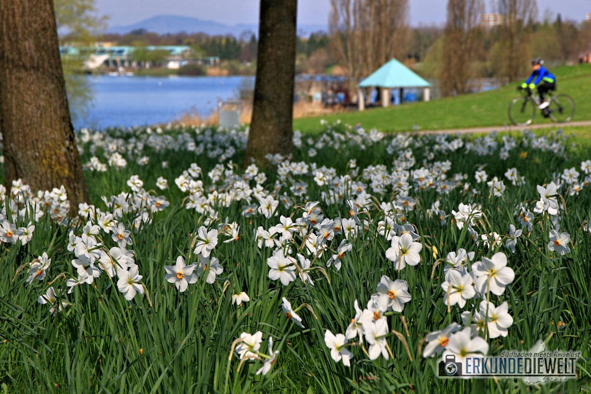 Frühlingserwachen am Seepark in Freiburg
