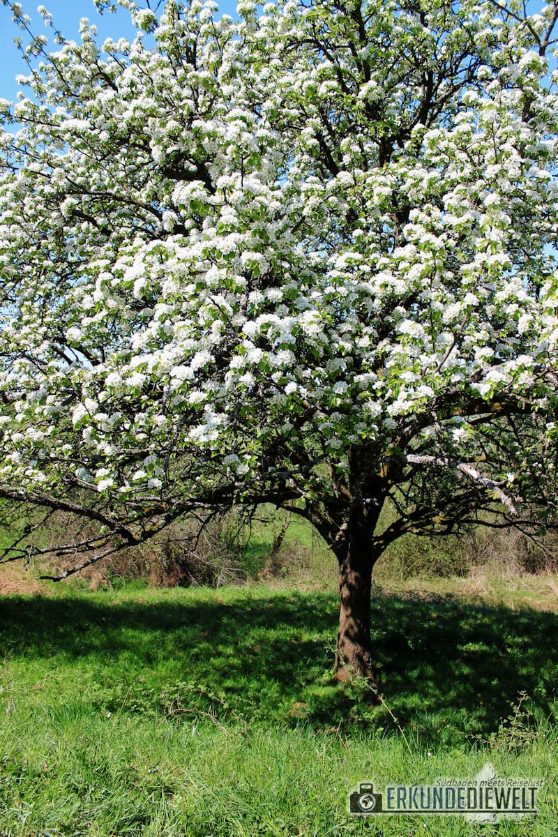 Kirschblüte in Südbaden, Markgräflerland, Deutschland
