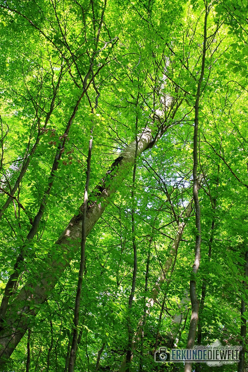Wald im Frühling, Deutschland