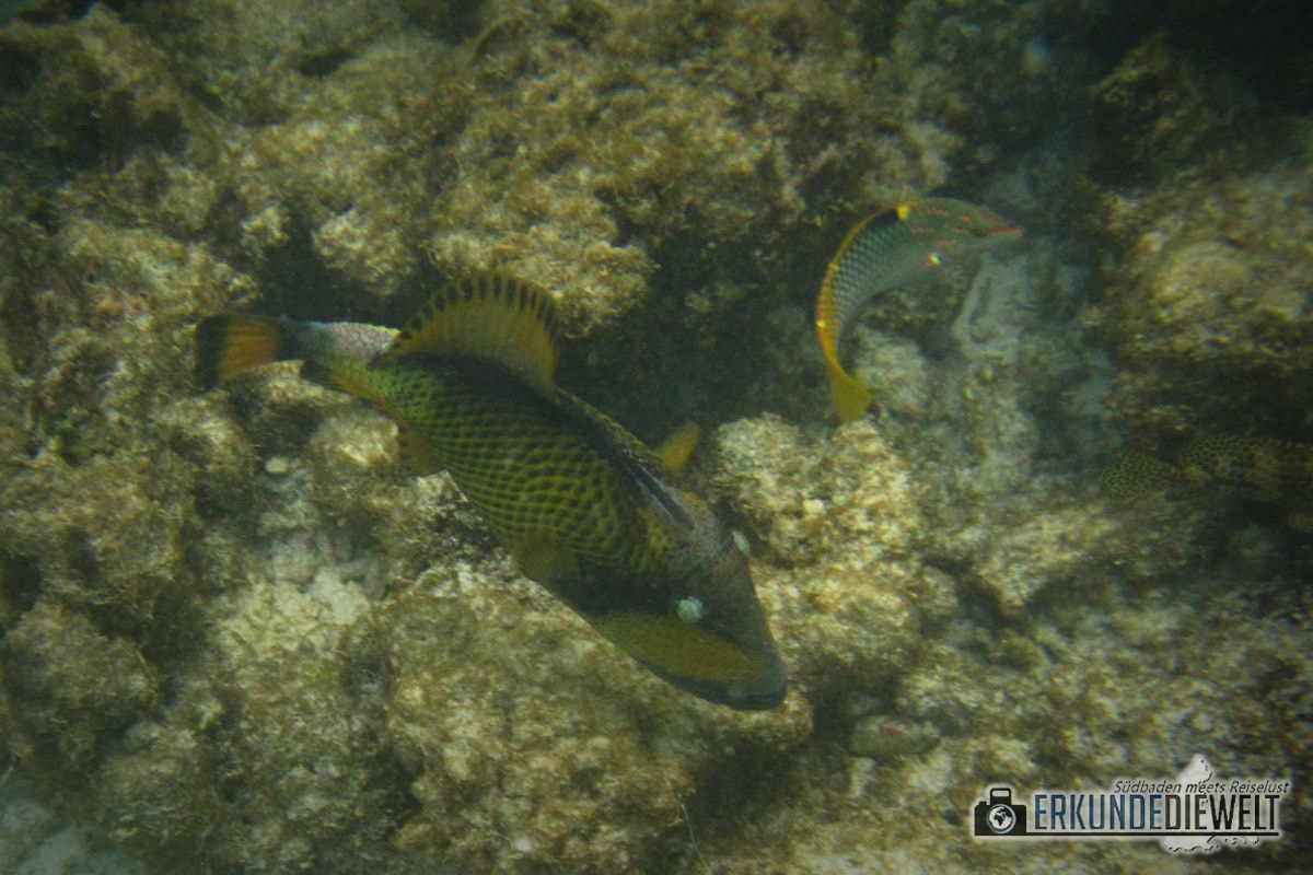 Unterwasserkamera Canon PowerShot D30 - Beispielbild Malediven