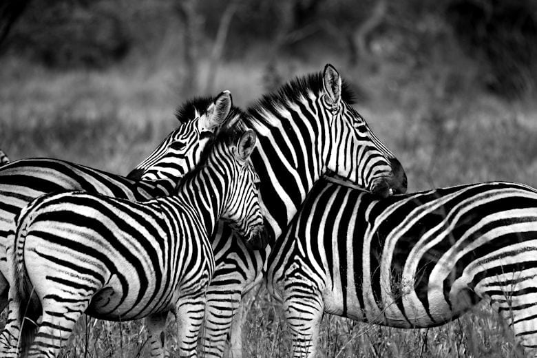 safari-afrika-fotoausruestung