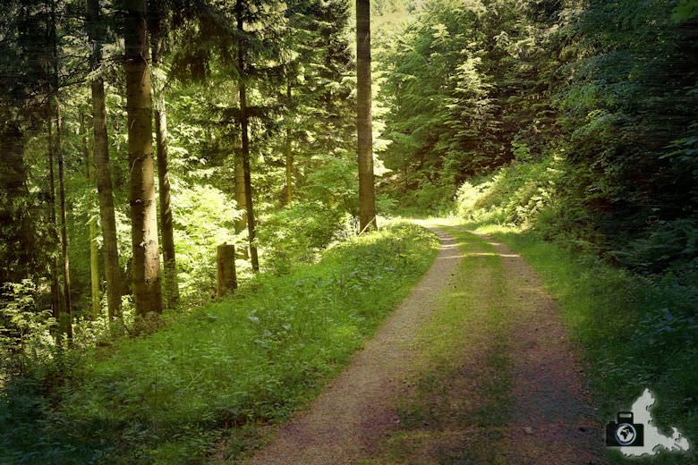 buehlertal-gertelbach-rundweg-waldweg