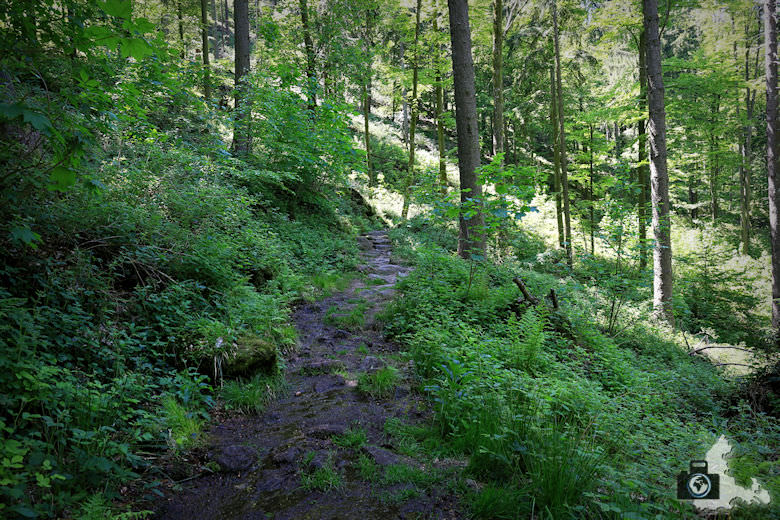 buehlertal-gertelbach-rundweg-waldweg
