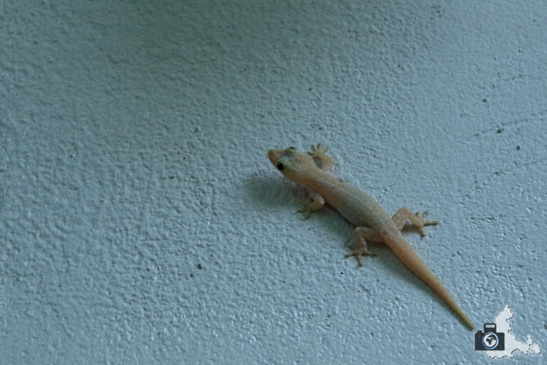 Malediven Ukulhas Gecko