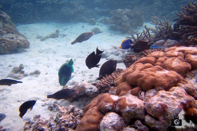 Fische am Riff unter Wasser, Ukulhas, Malediven
