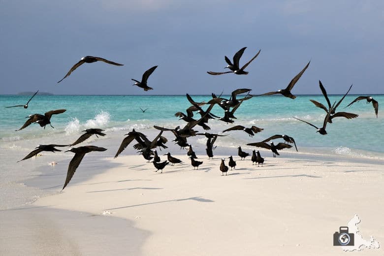 Malediven Vögel auf Sandbank