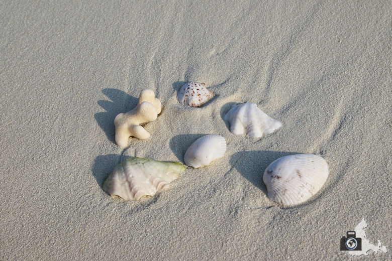 Muscheln im Sand auf den Malediven