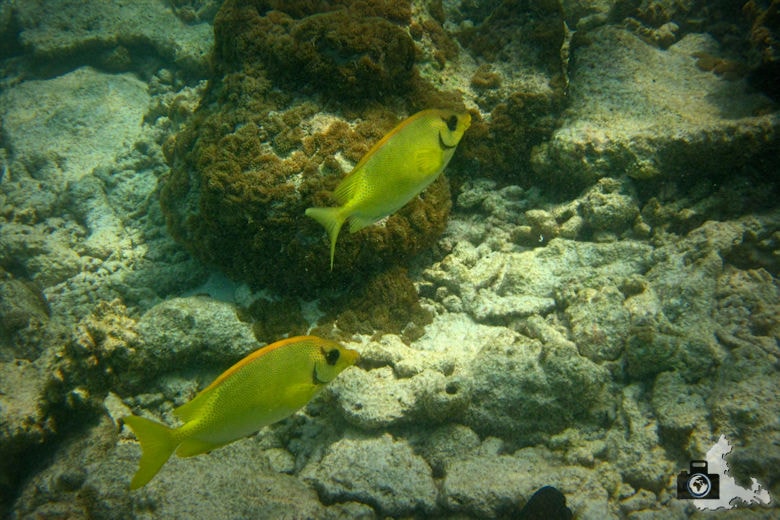 Ukulhas Malediven - Indischer Korallen Kaninchenfisch
