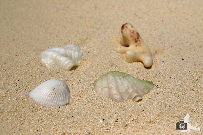 Muscheln im Sand am Strand von Ukulhas auf den Malediven
