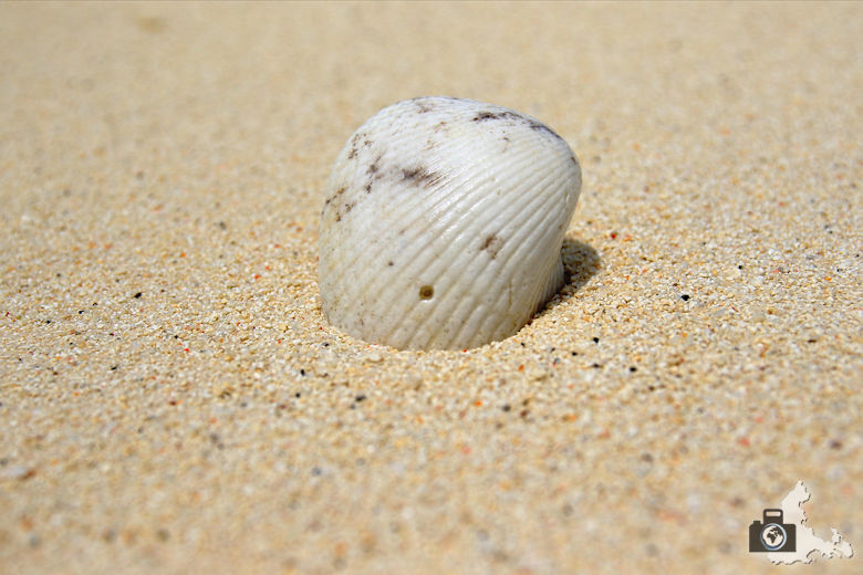 Muschel im Sand am Strand von Ukulhas auf den Malediven